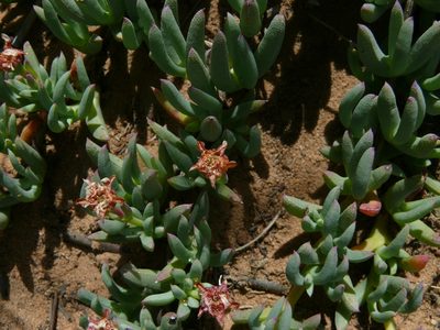 Phiambolia unca, photographed by Tony Rebelo