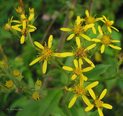 Senecio bayonnensis, photographed by José Luis Camaño