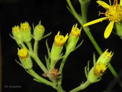 Senecio bayonnensis, photographed by José Luis Camaño