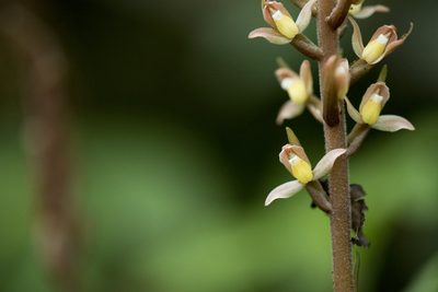 Goodyera rubicunda, photographed by Licheng Shih