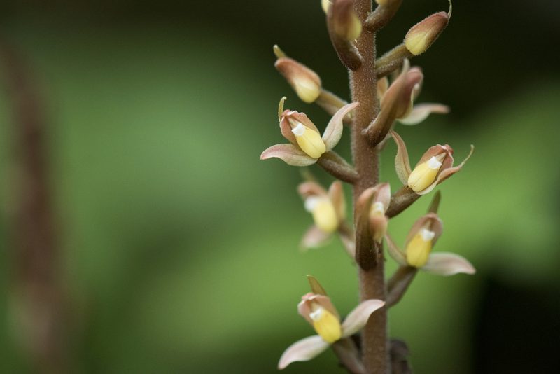 Goodyera rubicunda, photographed by Licheng Shih