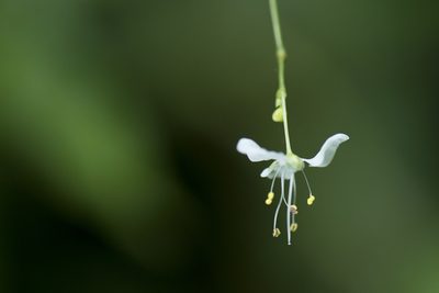 Aneilema scaberrimum, photographed by Licheng Shih