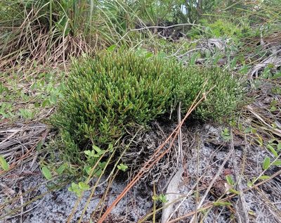 Selaginella arenicola, photographed by Michelle Sevcovas