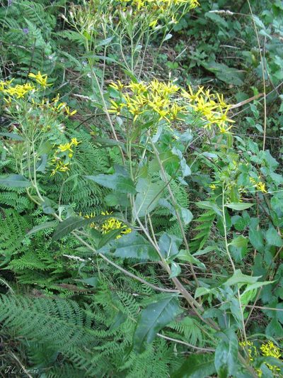 Senecio bayonnensis, photographed by José Luis Camaño