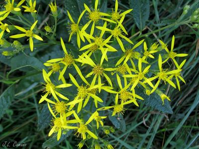 Senecio bayonnensis, photographed by José Luis Camaño