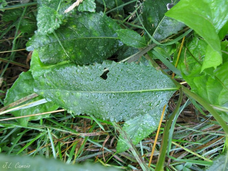 Senecio bayonnensis, photographed by José Luis Camaño