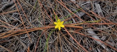 Hypoxis juncea, photographed by Michelle Sevcovas