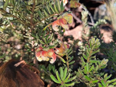 Grevillea alpina, photographed by spacegecko