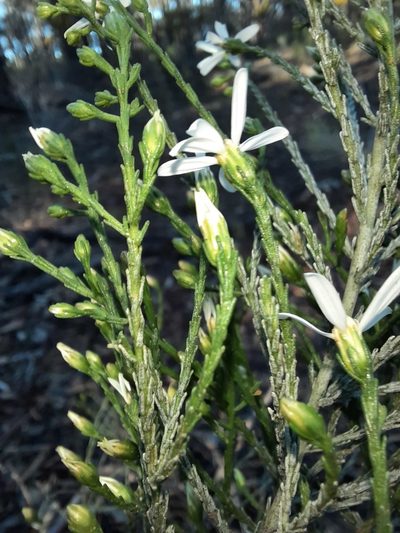 Olearia teretifolia, photographed by spacegecko