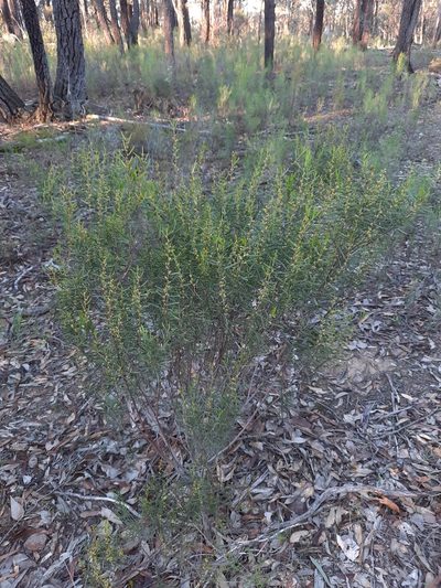 Acacia montana, photographed by spacegecko