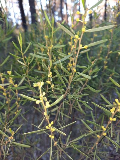 Acacia montana, photographed by spacegecko