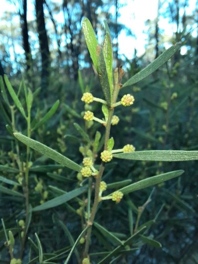 Acacia montana, photographed by spacegecko