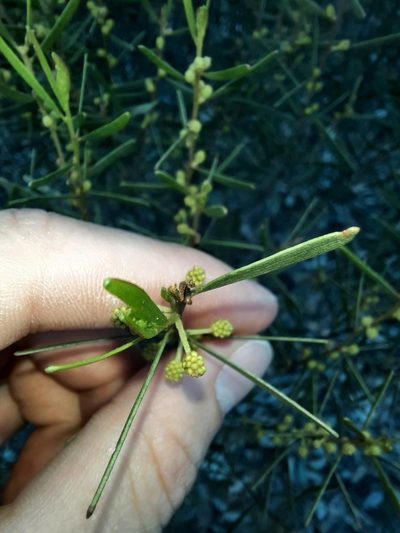 Acacia montana, photographed by spacegecko