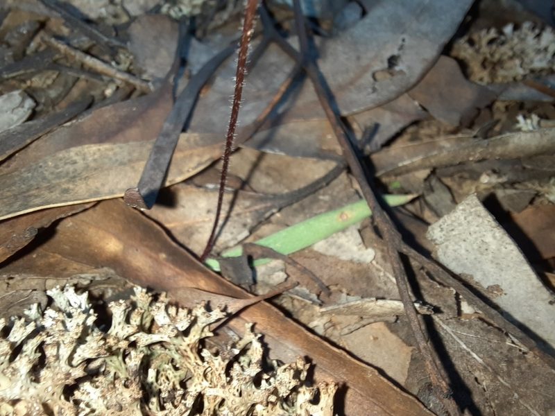 Caladenia caerulea, photographed by spacegecko