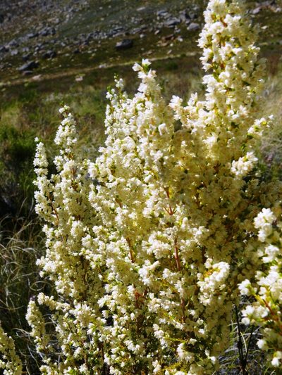 Erica leucanthera, photographed by Tony Rebelo