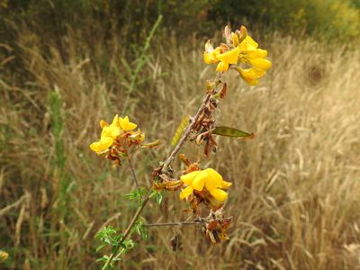 Adenocarpus complicatus, photographed by Duarte Frade
