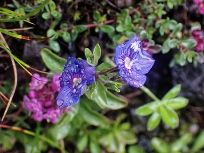 Veronica fruticans, photographed by Donald Davesne