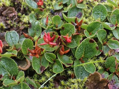 Salix herbacea, photographed by Donald Davesne