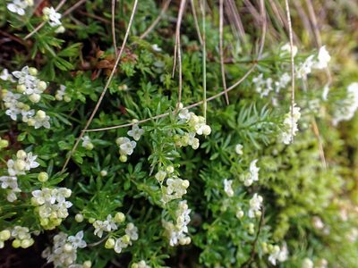 Galium normanii, photographed by Donald Davesne