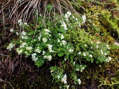 Galium normanii, photographed by Donald Davesne