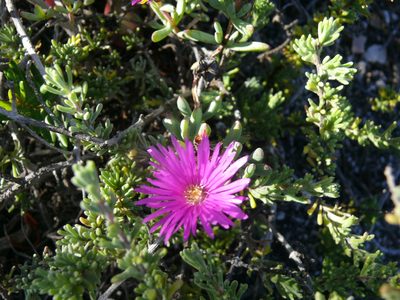 Lampranthus pauciflorus, photographed by Tony Rebelo