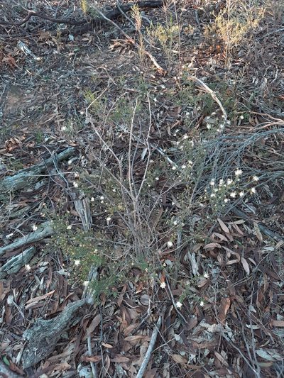 Phebalium festivum, photographed by spacegecko