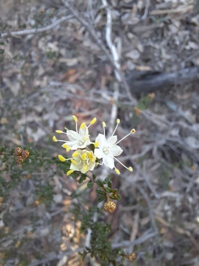 Phebalium festivum, photographed by spacegecko