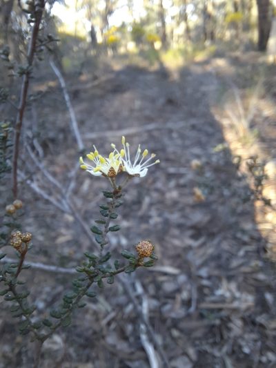 Phebalium festivum, photographed by spacegecko