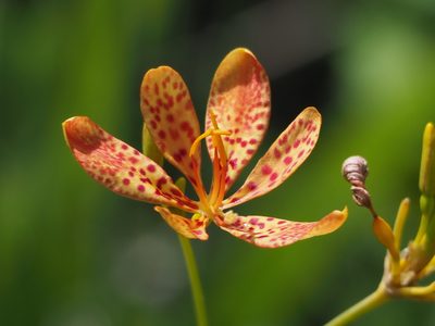 Iris domestica, photographed by 葉子