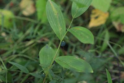 Polygonatum humile, photographed by Нурхайдарова Татьяна