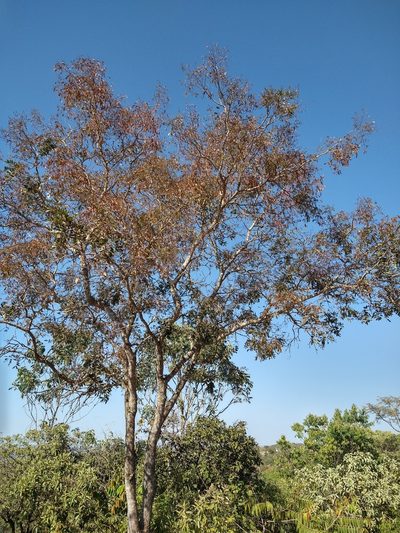 Bowdichia virgilioides, photographed by Leonardo Bergamini