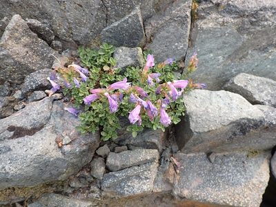 Penstemon davidsonii, photographed by John Brew