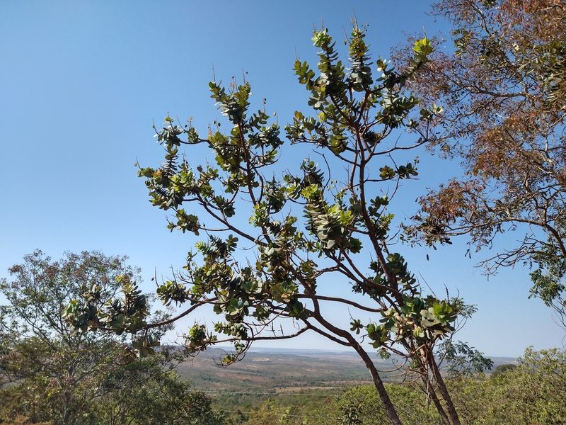 Vochysia elliptica, photographed by Leonardo Bergamini