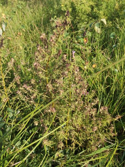 Pedicularis karoi, photographed by Юлия