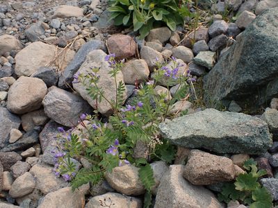 Polemonium californicum, photographed by John Brew