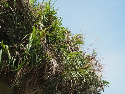 Miscanthus floridulus, photographed by 葉子