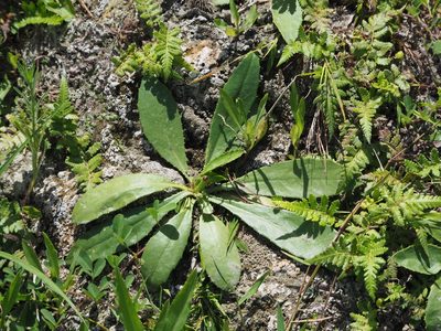 Ixeridium laevigatum, photographed by 葉子