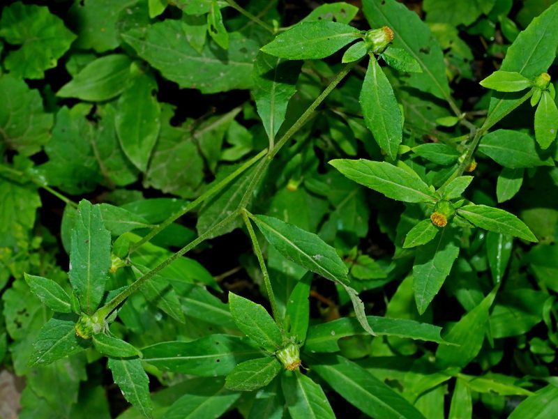Carpesium divaricatum, photographed by Jacy Chen