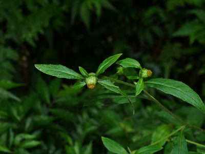 Carpesium divaricatum, photographed by Jacy Chen