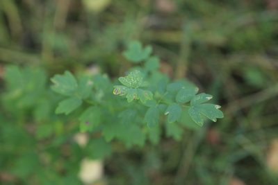 Thalictrum simplex, photographed by Нурхайдарова Татьяна