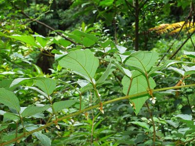 Puhuaea sequax, photographed by Jacy Chen