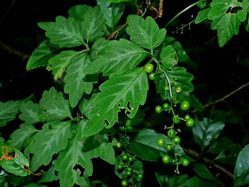 Gynostemma pentaphyllum, photographed by Jacy Chen