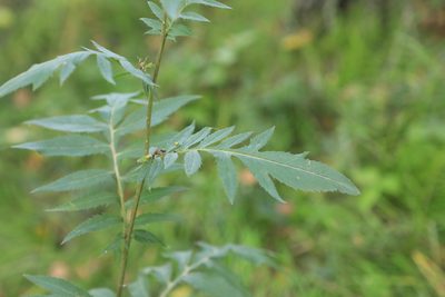 Serratula coronata, photographed by Нурхайдарова Татьяна