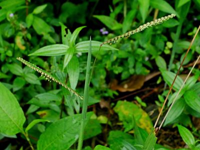 Paspalum thunbergii, photographed by Jacy Chen