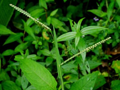 Paspalum thunbergii, photographed by Jacy Chen