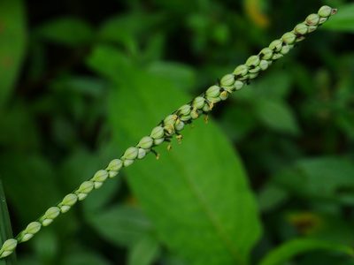 Paspalum thunbergii, photographed by Jacy Chen