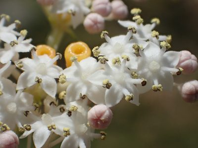 Sambucus javanica, photographed by 葉子