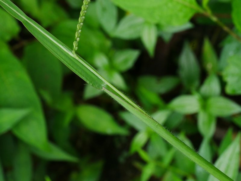 Paspalum thunbergii, photographed by Jacy Chen