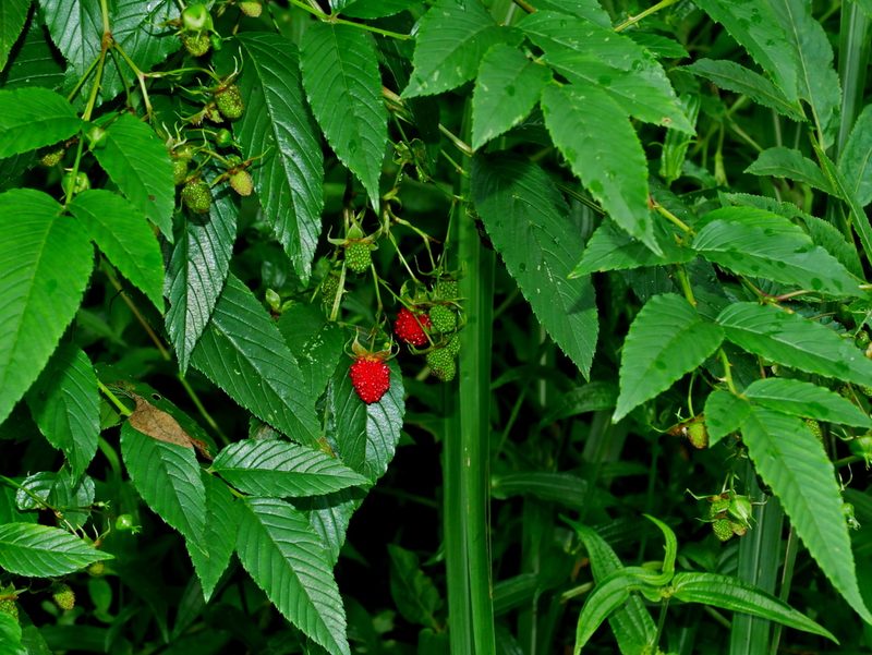 Rubus fraxinifolius, photographed by Jacy Chen