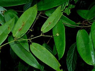 Smilax glabra, photographed by Jacy Chen